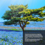 UNO ONE UN367 Brown Массажное кресло-кровать  